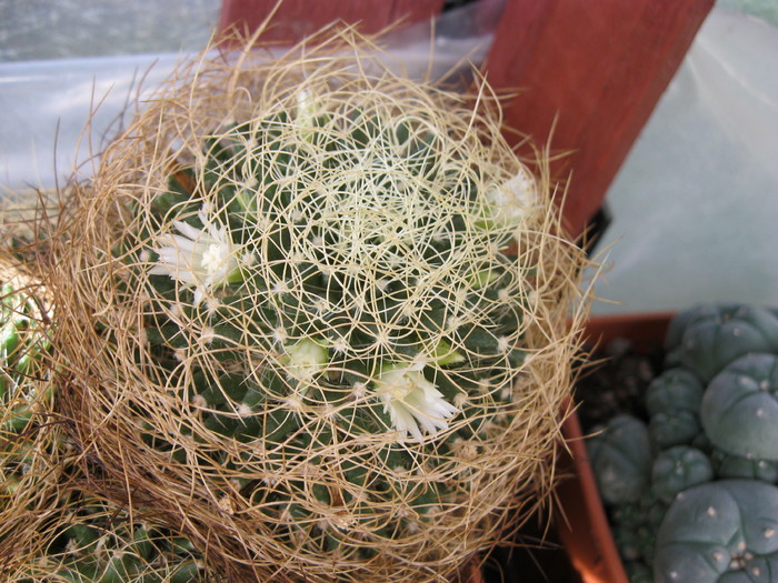 Kaktuszok 2010.jul.02 088 - Mammillaria