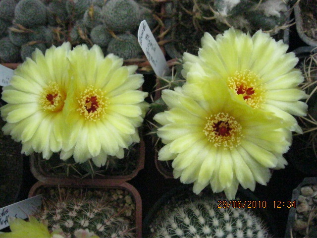 Kaktuszok 2010.jul.02 014 - Notocactus