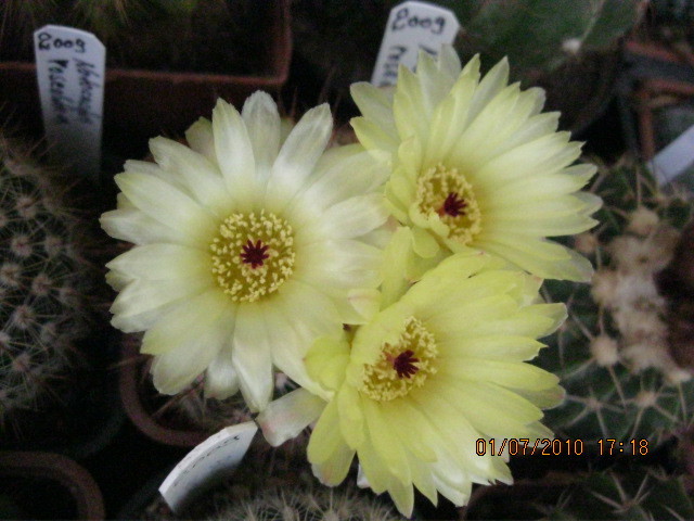 Kaktuszok 2010.jul.02 049 - Notocactus