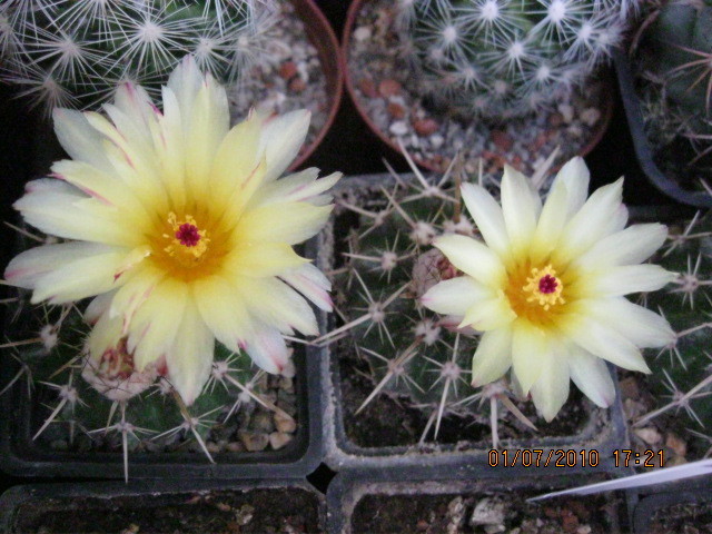 Kaktuszok 2010.jul.02 055 - Notocactus