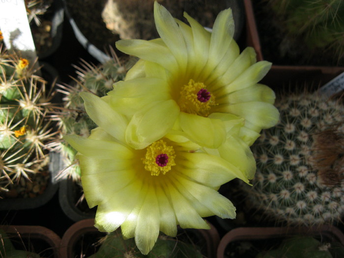 Kaktuszok 2010.jul.02 078 - Notocactus