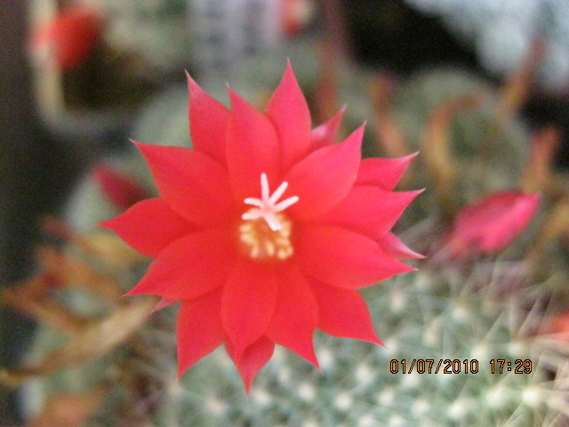 Kaktuszok 2010.jul.02 065 - Rebutia-Parodia