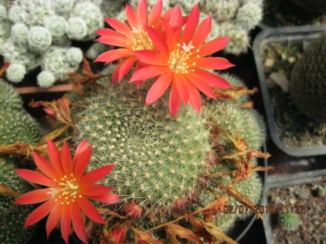 Kaktuszok 2010.jul.02 100 - Rebutia-Parodia