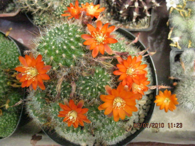 Kaktuszok 2010.jul.02 102 - Rebutia-Parodia