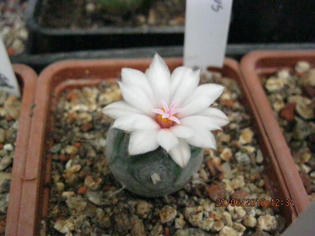 Turbinicarpus polaskii - Turbinicarpus