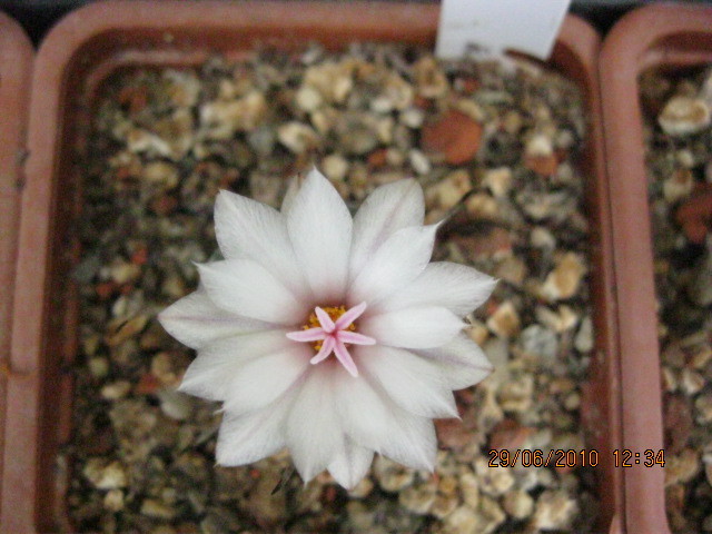 Turbinicarpus polaskii - Turbinicarpus