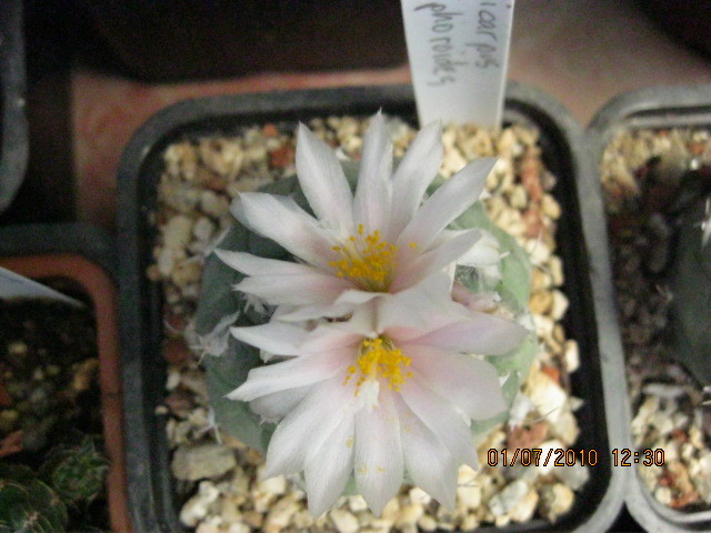 Turbinicarpus lophophoroides - Turbinicarpus