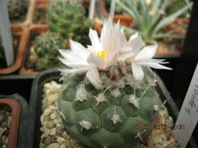 T. lophophoroides - Turbinicarpus