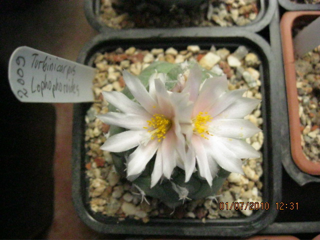 T. lophophoroides - Turbinicarpus