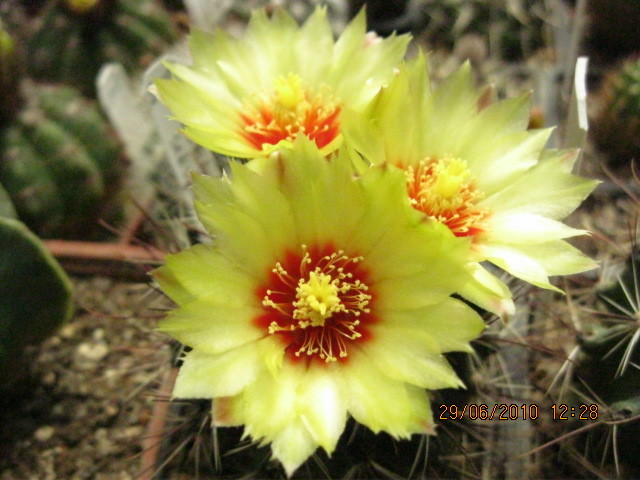 Hamatocactus setispinus - Turbinicarpus