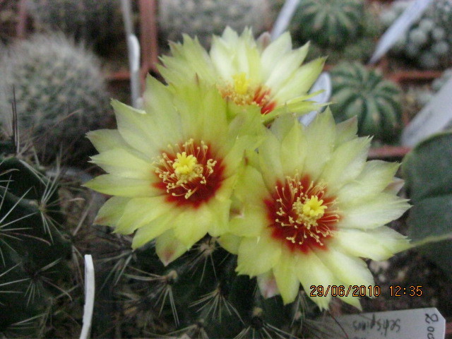 H. setispinus - Turbinicarpus