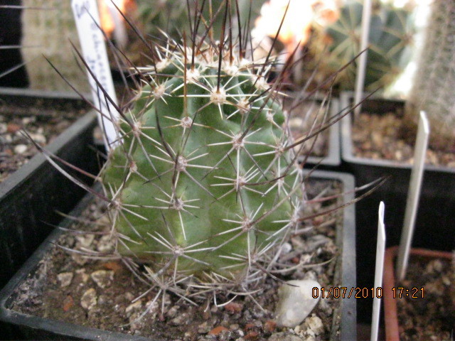 Echinocereus fendlerii - Echinocereus