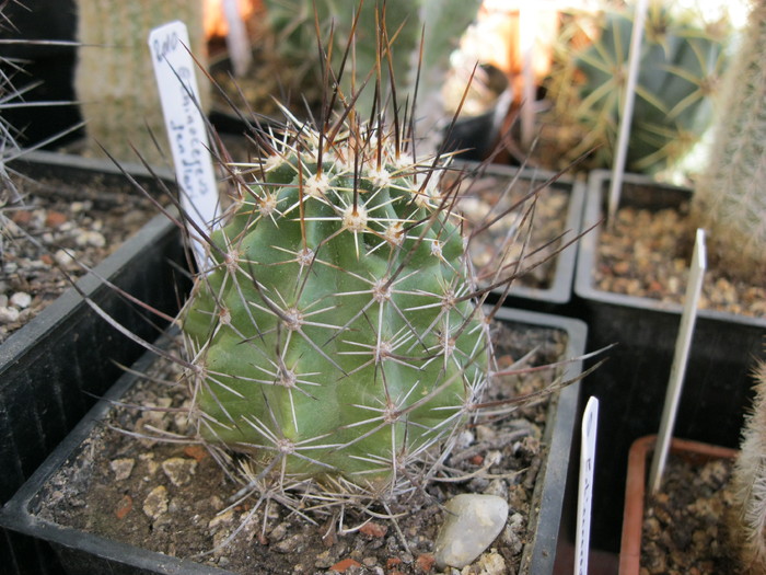 Kaktuszok 2010.jul.02 071 - Echinocereus