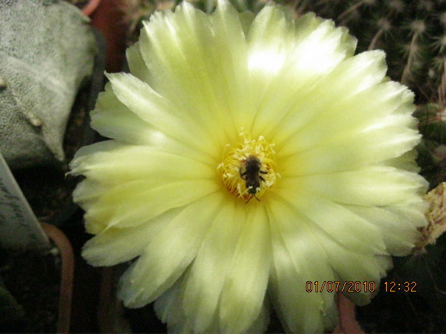 Kaktuszok 2010.jul.02 041