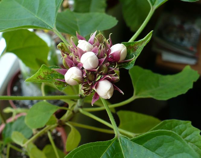 2 iulie - Clerodendron 2010