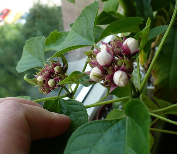 P1280022 - Clerodendron 2010