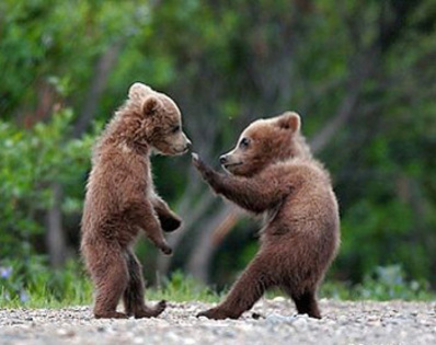 poze-haioase-cu-ursi-ursuleti - ursi