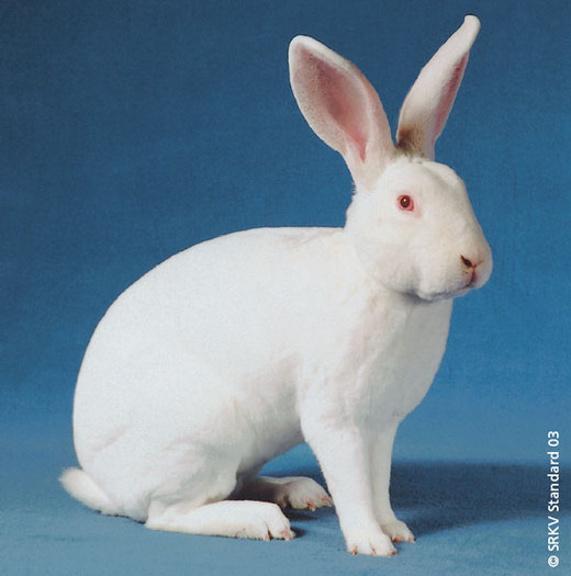 Rex alb (cu ochii rosii) 01 - Rase de iepuri cu par scurt