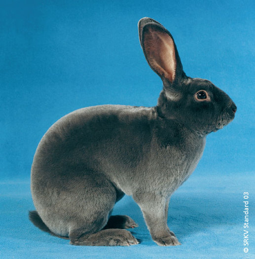 Rex albastru 01 - Rase de iepuri cu par scurt