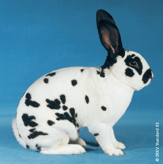 Rex dalmatian negru 01 - Rase de iepuri cu par scurt