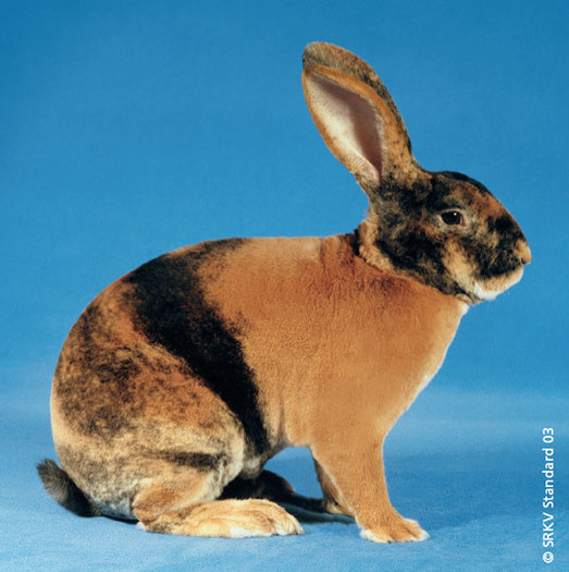 Rex japonez 01 - Rase de iepuri cu par scurt