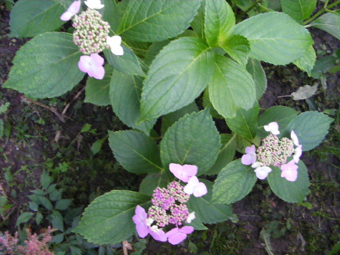 Hortensie - Flori si alte chestii 2010