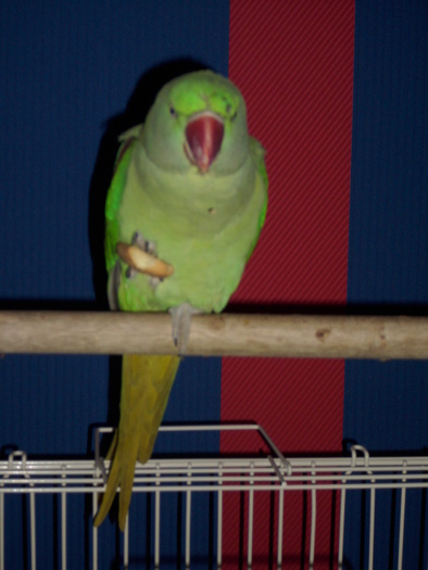 coco - papagalul meu COCO