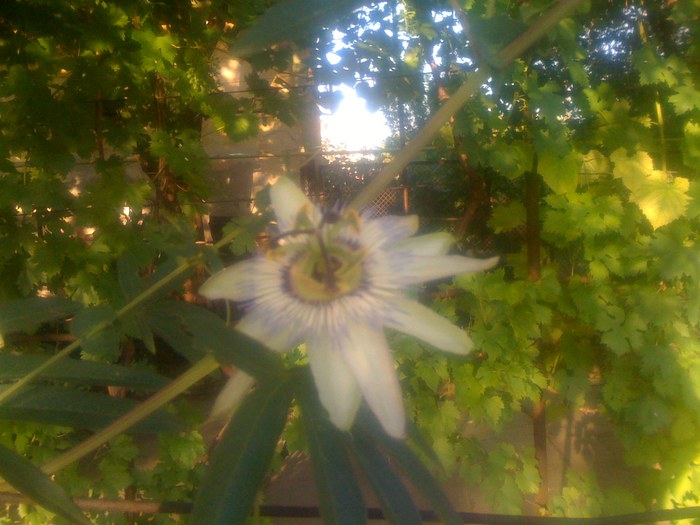 passiflora - flowers