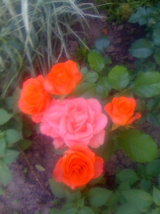 Picture 009; trandafir

