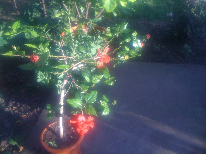 Picture 006; trandafir japonez
