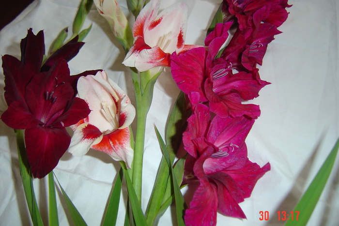 poze noi 520 - GLADIOLE 2010