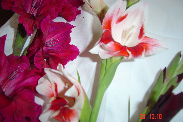 poze noi 522 - GLADIOLE 2010