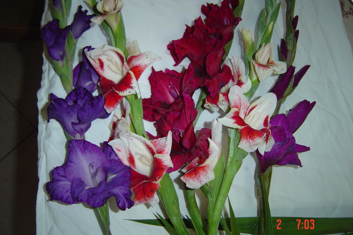 poze noi 531 - GLADIOLE 2010