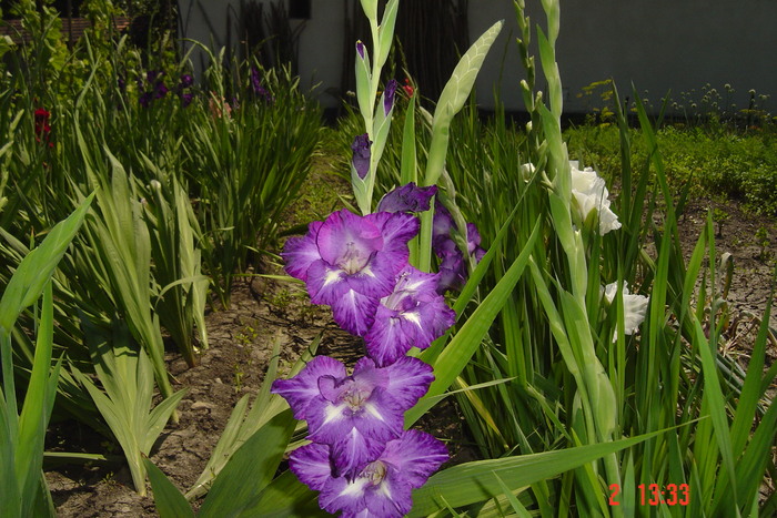 poze noi 544 - GLADIOLE 2010