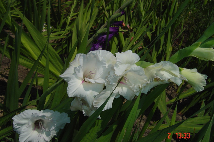 poze noi 545 - GLADIOLE 2010