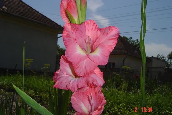 poze noi 546 - GLADIOLE 2010