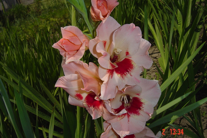 poze noi 547 - GLADIOLE 2010