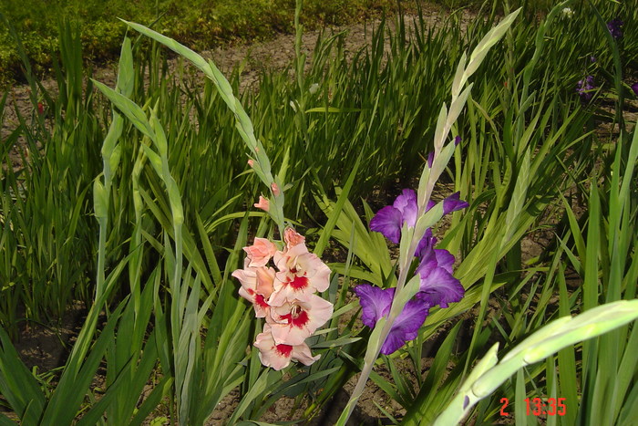 poze noi 548 - GLADIOLE 2010