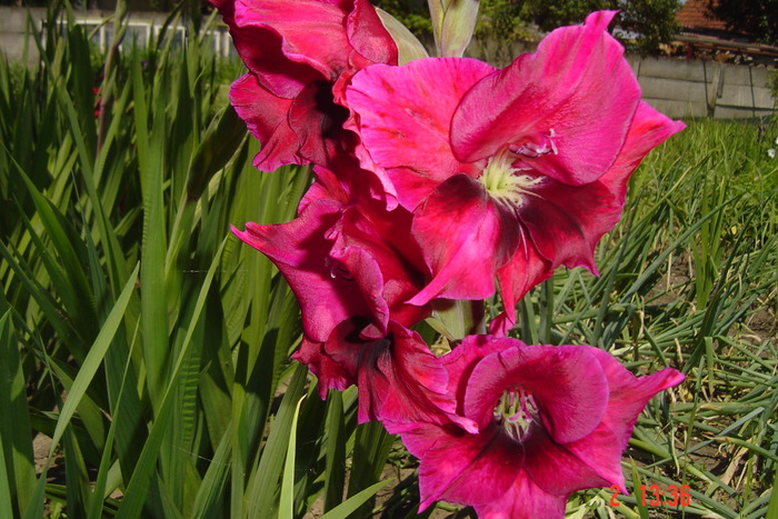 poze noi 550 - GLADIOLE 2010