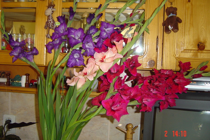 poze noi 557 - GLADIOLE 2010