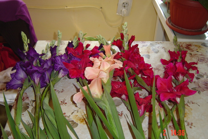 poze noi 558 - GLADIOLE 2010