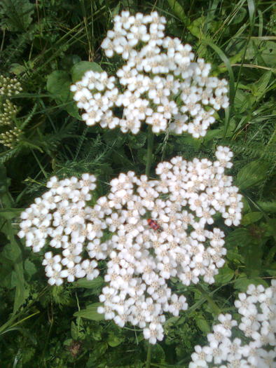 Coada soricelului - Plante medicinale