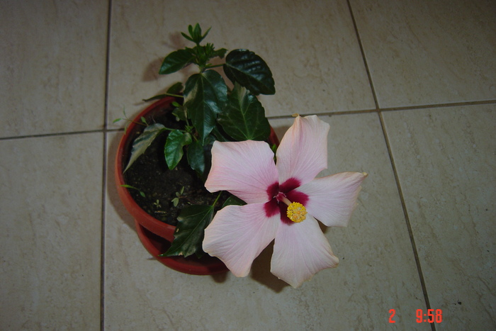 poze noi 532 - 09-2012-HIBISCUS