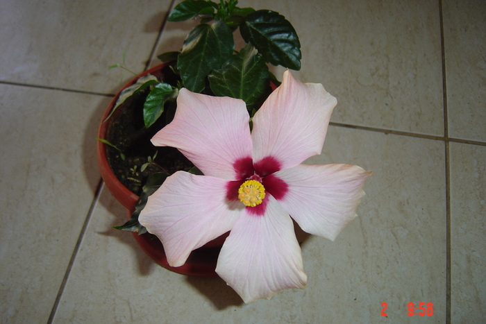 poze noi 533 - 09-2012-HIBISCUS