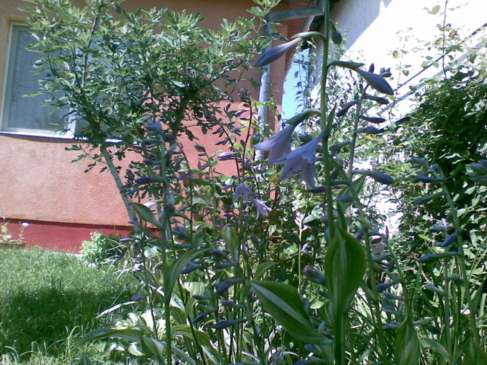 Hosta variegata