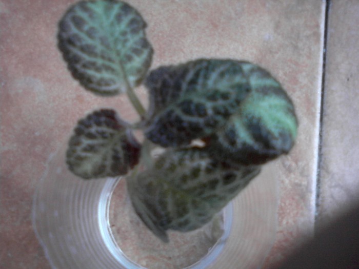 Astept sa faca radacini .. ;)) - x - episcia