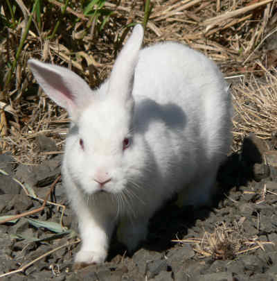 albino_rabbit - animale