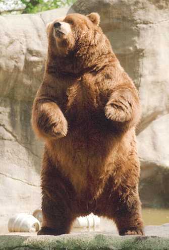 Brown_bear_rearing - animale