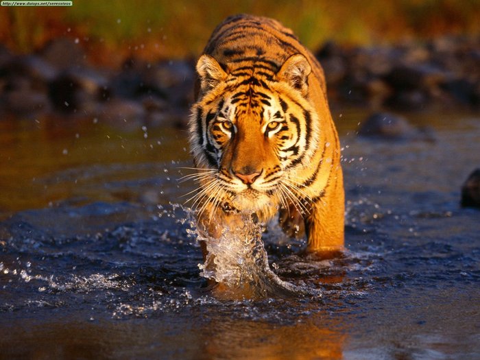 creek-crossing-bengal-tiger - animale