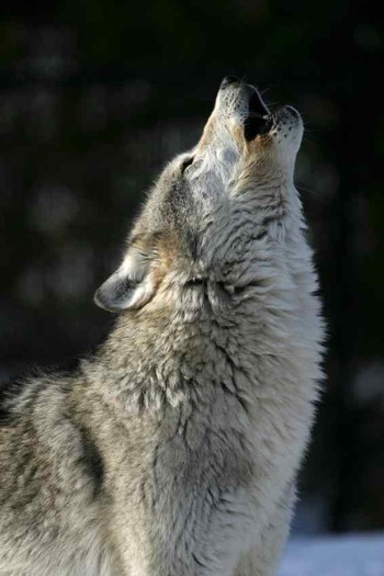 gray_wolf - animale